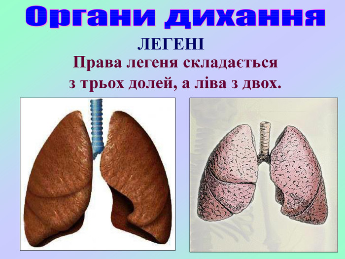 ЛЕГЕНІ Права легеня складається                                 з трьох долей, а ліва з двох. 