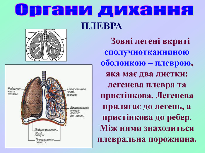    Зовні легені вкриті сполучнотканниною оболонкою – плеврою, яка має два листки: легенева плевра та пристінкова. Легенева прилягає до легень, а пристінкова до ребер. Між ними знаходиться плевральна порожнина. ПЛЕВРА 