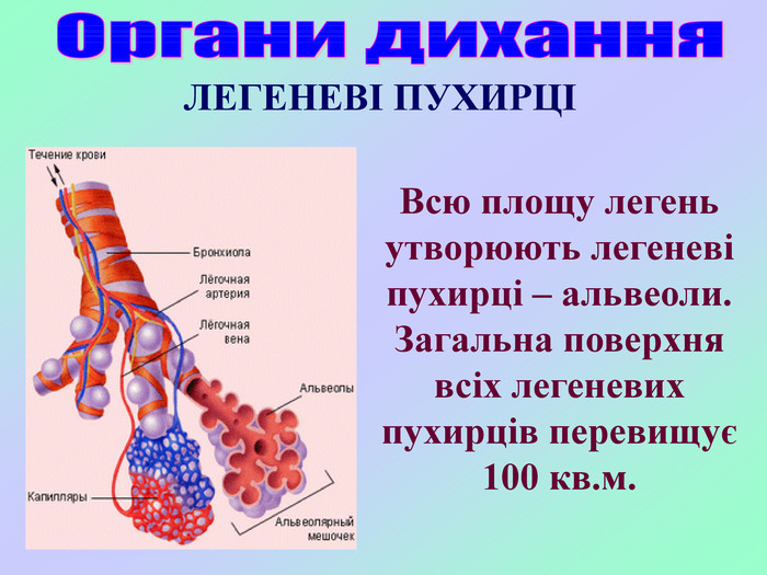 Всю площу легень утворюють легеневі пухирці – альвеоли. Загальна поверхня всіх легеневих пухирців перевищує 100 кв.м. ЛЕГЕНЕВІ ПУХИРЦІ 