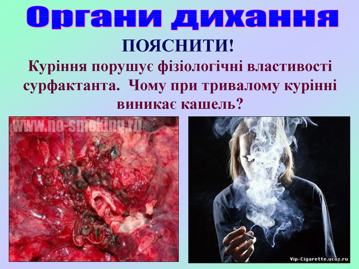 Куріння порушує фізіологічні властивості  сурфактанта.  Чому при тривалому курінні виникає кашель?     ПОЯСНИТИ! 