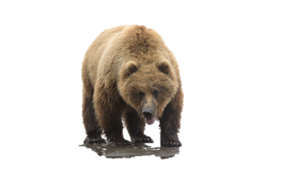 Image result for bear