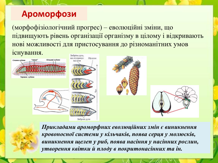 Ароморфози(морфофізіологічний прогрес) – еволюційні зміни, що підвищують рівень організації організму в цілому і відкривають нові можливості для пристосування до різноманітних умов існування. Прикладами ароморфних еволюційних змін є виникнення кровоносної системи у кільчаків, поява серця у молюсків, виникнення щелеп у риб, поява насіння у насінних рослин, утворення квітки й плоду в покритонасінних та ін.
