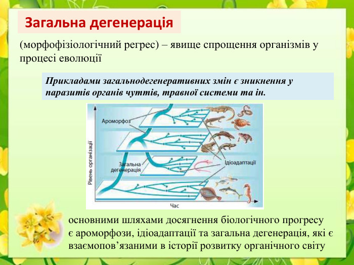 Загальна дегенерація(морфофізіологічний регрес) – явище спрощення організмів у процесі еволюціїПрикладами загальнодегенеративних змін є зникнення у паразитів органів чуттів, травної системи та ін.основними шляхами досягнення біологічного прогресує ароморфози, ідіоадаптації та загальна дегенерація, які є взаємопов’язаними в історії розвитку органічного світу