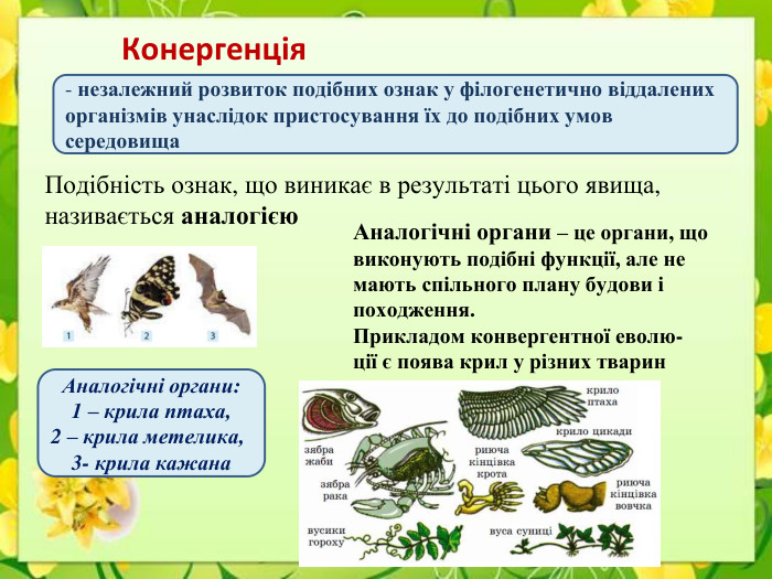 Конергенція- незалежний розвиток подібних ознак у філогенетично віддалених організмів унаслідок пристосування їх до подібних умов середовища. Подібність ознак, що виникає в результаті цього явища, називається аналогією. Аналогічні органи – це органи, що виконують подібні функції, але не мають спільного плану будови і походження. Прикладом конвергентної еволю-ції є поява крил у різних тварин. Аналогічні органи:1 – крила птаха, 2 – крила метелика, 3- крила кажана