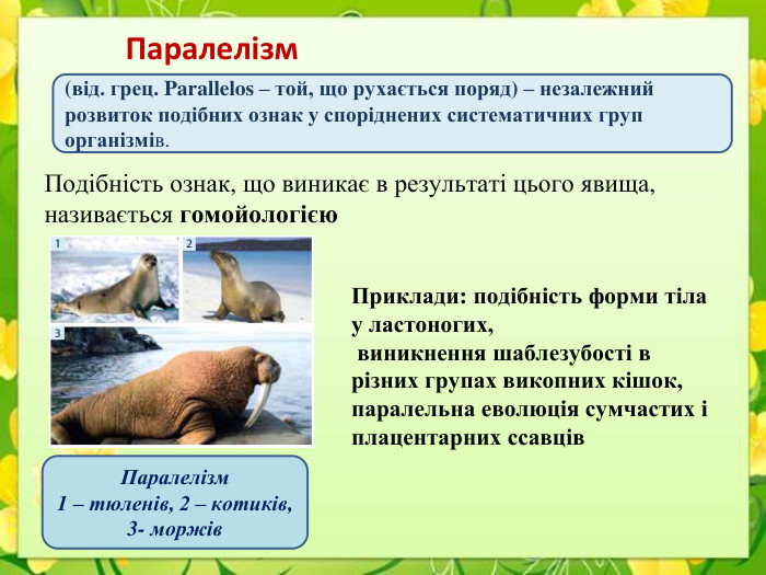 Паралелізм(від. грец. Parallelos – той, що рухається поряд) – незалежний розвиток подібних ознак у споріднених систематичних груп організмів. Подібність ознак, що виникає в результаті цього явища, називається гомойологією. Приклади: подібність форми тіла у ластоногих, виникнення шаблезубості в різних групах викопних кішок, паралельна еволюція сумчастих і плацентарних ссавців. Паралелізм1 – тюленів, 2 – котиків, 3- моржів