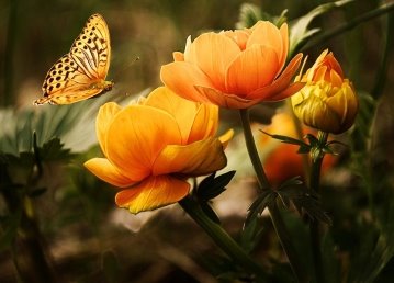 Цветы, Бабочки, Красивая, Оранжевый, Яркий