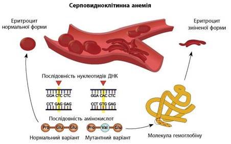 https://history.vn.ua/pidruchniki/zadorozhnij-biology-and-ecology-11-class-2019-standard-level/zadorozhnij-biology-and-ecology-11-class-2019-standard-level.files/image045.jpg