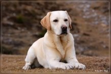 Картинки по запросу собака фото лабрадор