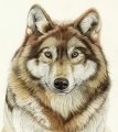Картинки по запросу волк
