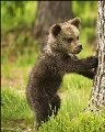 Картинки по запросу медвежонок