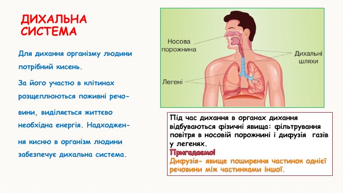 Роль легень у дихальному процесі