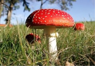 Отруйні гриби - Україна - поганка - мухомор - свинуха