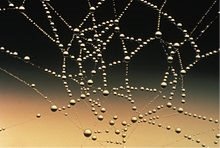 https://upload.wikimedia.org/wikipedia/commons/thumb/9/96/Water_drops_on_spider_web.jpg/220px-Water_drops_on_spider_web.jpg