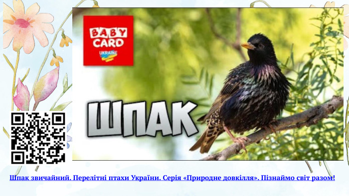 Шпак звичайний. Перелітні птахи України. Серія «Природне довкілля». Пізнаймо світ разом!