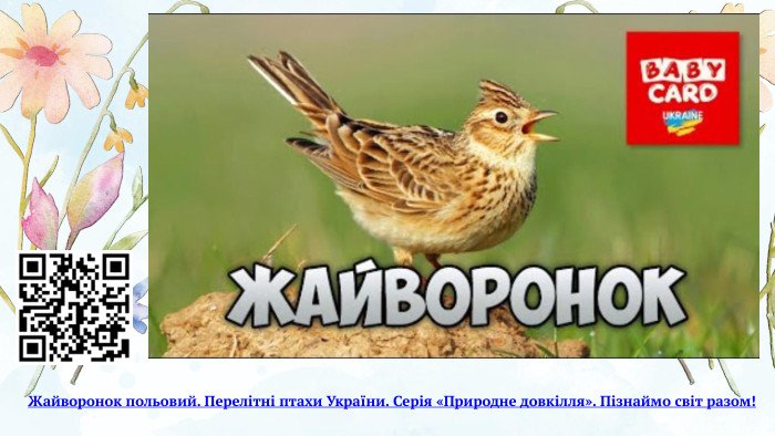 Жайворонок польовий. Перелітні птахи України. Серія «Природне довкілля». Пізнаймо світ разом!