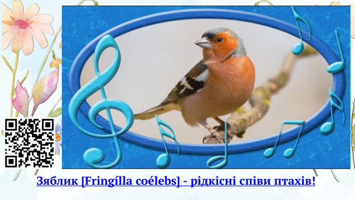 Зяблик [Fringílla coélebs] - рідкісні співи птахів!
