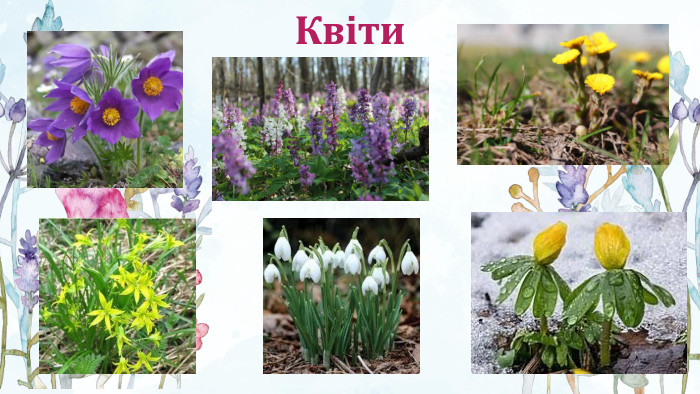 Квіти