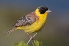 C:\Users\User\Desktop\1024px-28-090504-black-headed-bunting-at-first-layby.jpg