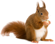 Клипарт Squirrel Белка на прозрачном фоне. Обсуждение на LiveInternet -  Российский Сервис Онлайн-Дневников