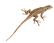 Brown Lizard PNG High Quality Image | PNG All