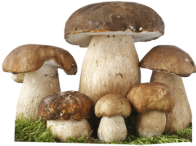 Картинки на прозрачном фоне грибы