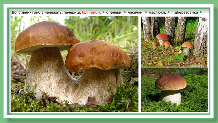 Дізнайтесь, які гриби можна споживати