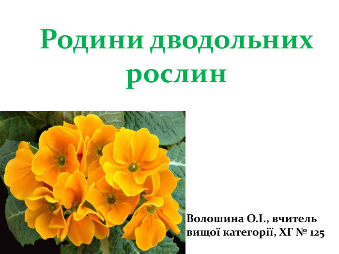 Родини дводольних рослин. Волошина О.І., вчитель вищої категорії, ХГ № 125 