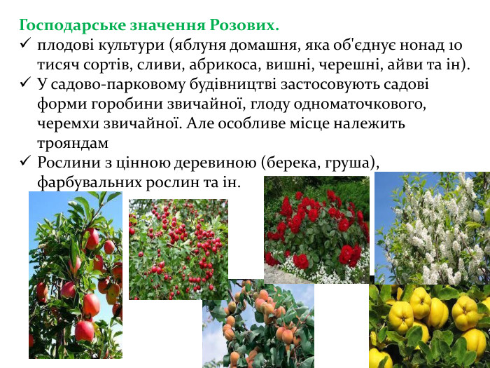 Господарське значення Розових. плодові культури (яблуня домашня, яка об'єднує нонад 10 тисяч сортів, сливи, абрикоса, вишні, черешні, айви та ін). У садово-парковому будівництві застосовують садові форми горобини звичайної, глоду одноматочкового, черемхи звичайної. Але особливе місце належить трояндам. Рослини з цінною деревиною (берека, груша), фарбувальних рослин та ін. 