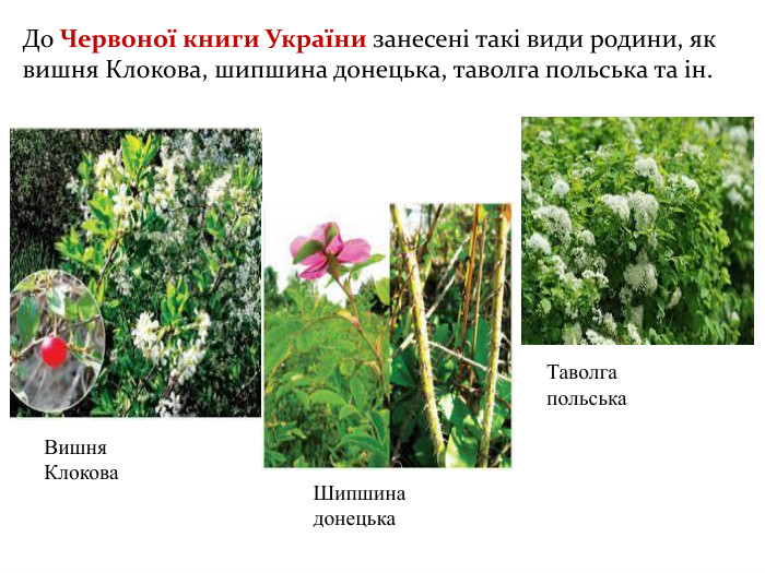 До Червоної книги України занесені такі види родини, як вишня Клокова, шипшина донецька, таволга польська та ін. Вишня Клокова. Шипшина донецька. Таволга польська 