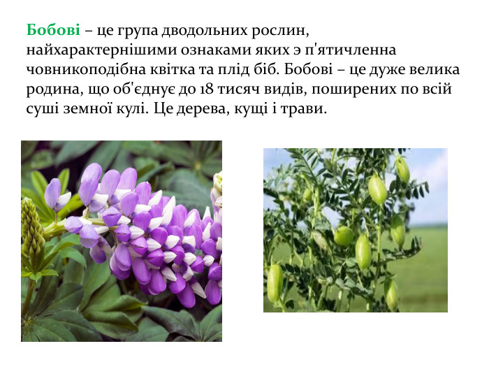 Бобові – це група дводольних рослин, найхарактернішими ознаками яких э п'ятичленна човникоподібна квітка та плід біб. Бобові – це дуже велика родина, що об'єднує до 18 тисяч видів, поширених по всій суші земної кулі. Це дерева, кущі і трави. 