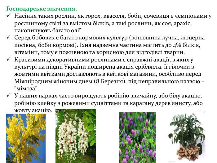 Господарське значення. Насіння таких рослин, як горох, квасоля, боби, сочевиця є чемпіонами у рослинному світі за вмістом білків, а такі рослини, як соя, арахіс, накопичують багато олії. Серед бобових є багато кормових культур (конюшина лучна, люцерна посівна, боби кормові). Іхня надземна частина містить до 4% білків, вітаміни, тому є поживною та корисною для відгодівлі тварин. Красивими декоративними рослинами є справжні акації, з яких у культурі на півдні України поширена акація срібляста. її гілочки з жовтими квітками доставляють в квіткові магазини, особливо перед Міжніродним жіночим днем (8 Березня), під неправильною назвою – 