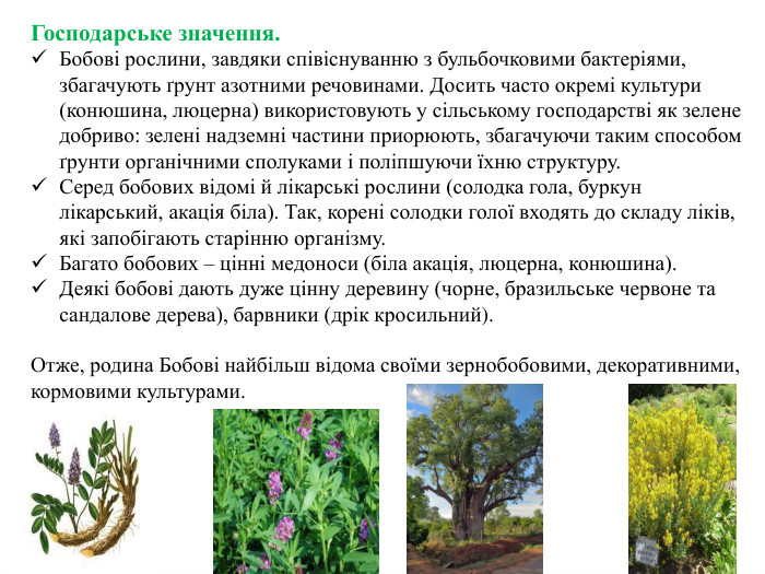 Господарське значення. Бобові рослини, завдяки співіснуванню з бульбочковими бактеріями, збагачують ґрунт азотними речовинами. Досить часто окремі культури (конюшина, люцерна) використовують у сільському господарстві як зелене добриво: зелені надземні частини приорюють, збагачуючи таким способом ґрунти органічними сполуками і поліпшуючи їхню структуру. Серед бобових відомі й лікарські рослини (солодка гола, буркун лікарський, акація біла). Так, корені солодки голої входять до складу ліків, які запобігають старінню організму. Багато бобових – цінні медоноси (біла акація, люцерна, конюшина). Деякі бобові дають дуже цінну деревину (чорне, бразильське червоне та сандалове дерева), барвники (дрік кросильний). Отже, родина Бобові найбільш відома своїми зернобобовими, декоративними, кормовими культурами.