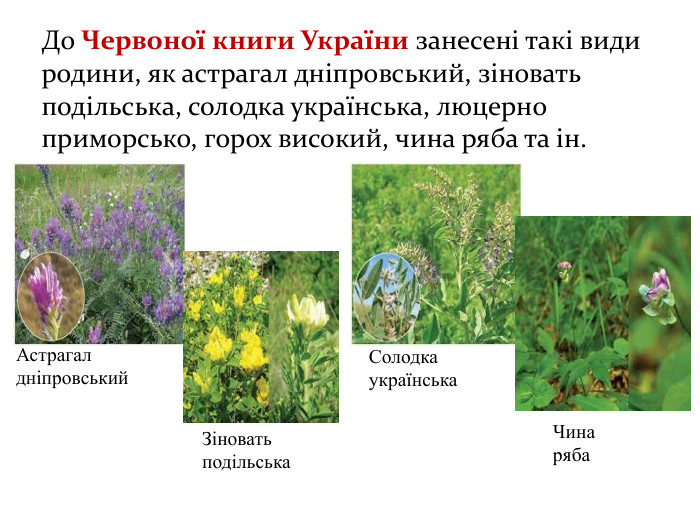 До Червоної книги України занесені такі види родини, як астрагал дніпровський, зіновать подільська, солодка українська, люцерно приморсько, горох високий, чина ряба та ін. Астрагал дніпровський. Зіновать подільська. Солодка українська. Чина ряба 