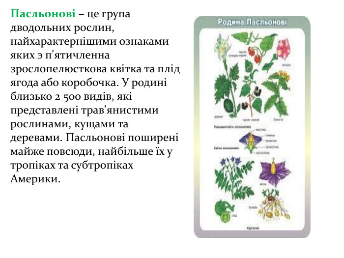 Пасльонові – це група дводольних рослин, найхарактернішими ознаками яких э п'ятичленна зрослопелюсткова квітка та плід ягода або коробочка. У родині близько 2 500 видів, які представлені трав'янистими рослинами, кущами та деревами. Пасльонові поширені майже повсюди, найбільше їх у тропіках та субтропіках Америки.