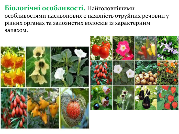 Біологічні особливості. Найголовнішими особливостями пасльонових є наявність отруйних речовин у різних органах та залозистих волосків із характерним запахом.