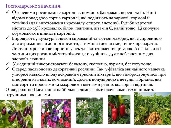 Господарське значення. Овочевими рослинами є картопля, помідор, баклажан, перець та ін. Нині відомо понад 3000 сортів картоплі, які поділяють на харчові, кормові й технічні (для виготовлення крохмалу, спирту, ацетону). Бульби картоплі містять до 25% крохмалю, білок, пектини, вітамін С, калій тощо. Ці сполуки обумовлюють цінність картоплі. Вирощують у культурі і тютюн справжній та тютюн махорку, які є сировиною для отримання лимонної кислоти, вітамінів і деяких медичних препаратів. Листя цих рослин використовують для виготовлення цигарок. А оскільки всі частини цих рослин містять нікотин, то куріння є дуже небезпечним для здоров'я людини У медицині використовують беладону, скополію, дурман, блекоту тощо. Є серед пасльонових декоративні рослини. Так, у фізаліса звичайного чашечка утворює навколо плоду яскравий червоний ліхтарик, що використовується при створенні квіткових композицій. Досить популярною є петунія гібридна, яка має сорти з простими та махровими квітками різних кольорів і відтінків. Отже, родино Пасльонові найбільш відомо своїми овочевими, технічними та отруйними рослинами.
