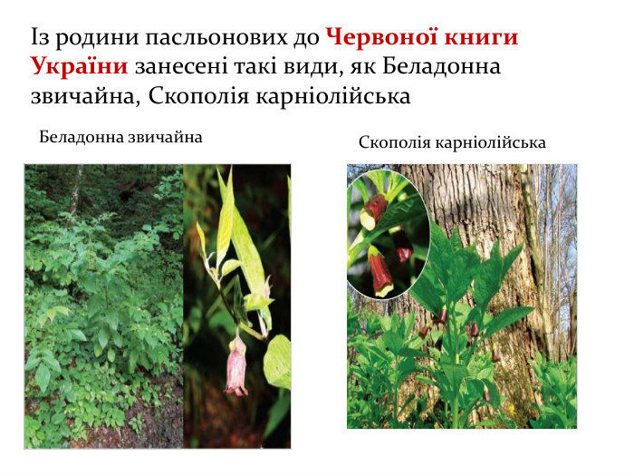 Із родини пасльонових до Червоної книги України занесені такі види, як Беладонна звичайна, Скополія карніолійська Беладонна звичайна. Скополія карніолійська 