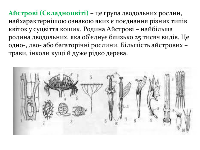 Айстрові (Складноцвіті) – це група дводольних рослин, найхарактернішою ознакою яких є поєднання різних типів квіток у суцвіття кошик. Родина Айстрові – найбільша родина дводольних, яка об'єднує близько 25 тисяч видів. Це одно-, дво- або багаторічні рослини. Більшість айстрових – трави, інколи кущі й дуже рідко дерева.