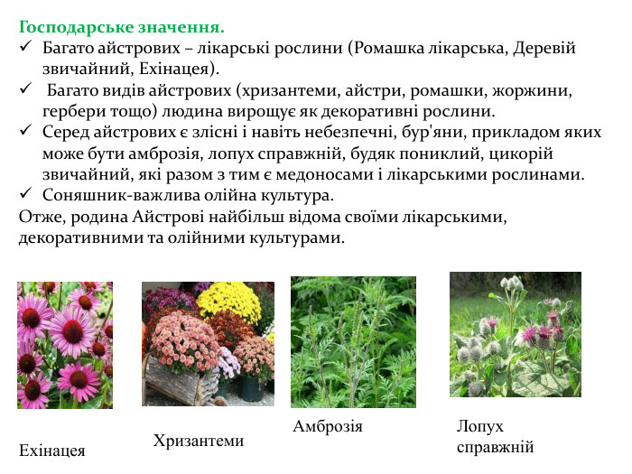 Господарське значення. Багато айстрових – лікарські рослини (Ромашка лікарська, Деревій звичайний, Ехінацея). Багато видів айстрових (хризантеми, айстри, ромашки, жоржини, гербери тощо) людина вирощує як декоративні рослини. Серед айстрових є злісні і навіть небезпечні, бур'яни, прикладом яких може бути амброзія, лопух справжній, будяк пониклий, цикорій звичайний, які разом з тим є медоносами і лікарськими рослинами. Соняшник-важлива олійна культура. Отже, родина Айстрові найбільш відома своїми лікарськими, декоративними та олійними культурами. Ехінацея. Хризантеми. Амброзія. Лопух справжній