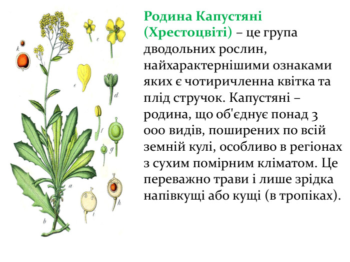 Родина Капустяні (Хрестоцвіті) – це група дводольних рослин, найхарактернішими ознаками яких є чотиричленна квітка та плід стручок. Капустяні – родина, що об'єднує понад 3 000 видів, поширених по всій земній кулі, особливо в регіонах з сухим помірним кліматом. Це переважно трави і лише зрідка напівкущі або кущі (в тропіках).