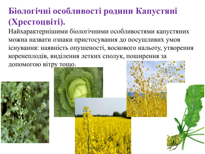 Біологічні особливості родини Капустяні (Хрестоцвіті). Найхарактернішими біологічними особливостями капустяних можна назвати ознаки пристосування до посушливих умов існування: наявність опушеності, воскового нальоту, утворення коренеплодів, виділення летких сполук, поширення за допомогою вітру тощо.