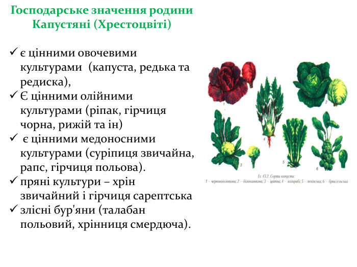 Господарське значення родини Капустяні (Хрестоцвіті) є цінними овочевими культурами (капуста, редька та редиска),Є цінними олійними культурами (ріпак, гірчиця чорна, рижій та ін) є цінними медоносними культурами (суріпиця звичайна, рапс, гірчиця польова). пряні культури – хрін звичайний і гірчиця сарептськазлісні бур'яни (талабан польовий, хрінниця смердюча). 