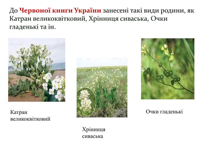 До Червоної книги України занесені такі види родини, як Катран великоквітковий, Хрінниця сиваська, Очки гладенькі та ін. Катран великоквітковий. Хрінниця сиваська. Очки гладенькі