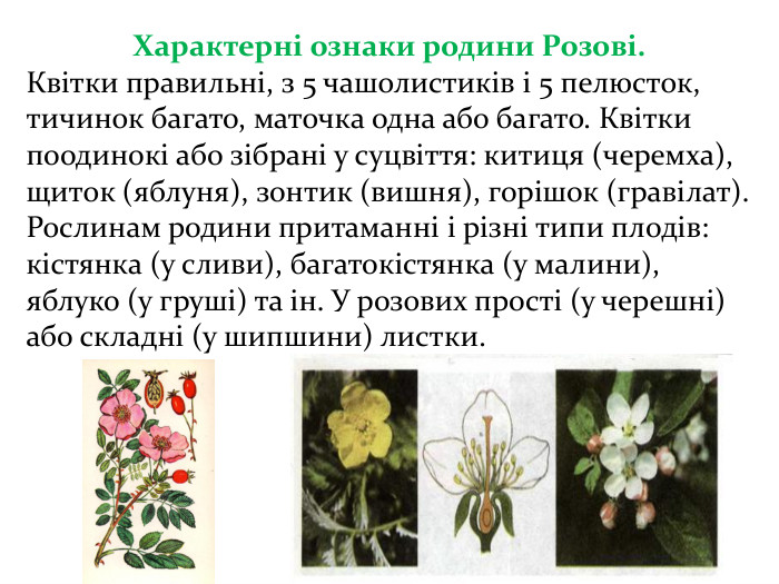 Характерні ознаки родини Розові. Квітки правильні, з 5 чашолистиків і 5 пелюсток, тичинок багато, маточка одна або багато. Квітки поодинокі або зібрані у суцвіття: китиця (черемха), щиток (яблуня), зонтик (вишня), горішок (гравілат). Рослинам родини притаманні і різні типи плодів: кістянка (у сливи), багатокістянка (у малини), яблуко (у груші) та ін. У розових прості (у черешні) або складні (у шипшини) листки.