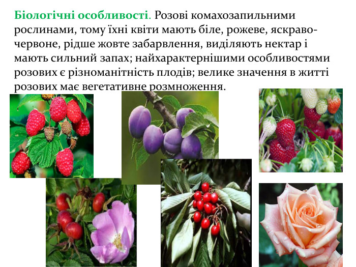 Біологічні особливості. Розові комахозапильними рослинами, тому їхні квіти мають біле, рожеве, яскраво-червоне, рідше жовте забарвлення, виділяють нектар і мають сильний запах; найхарактернішими особливостями розових є різноманітність плодів; велике значення в житті розових має вегетативне розмноження. 