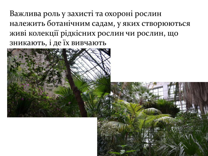 Важлива роль у захисті та охороні рослин належить ботанічним садам, у яких створюються живі колекції рідкісних рослин чи рослин, що зникають, і де їх вивчають