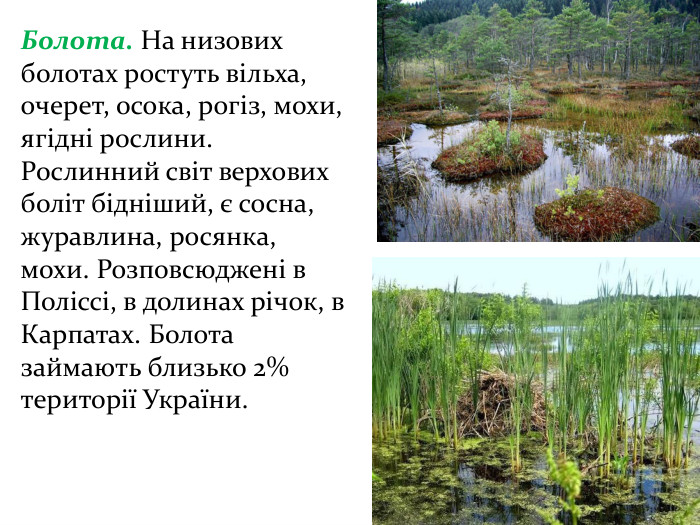 Болота. На низових болотах ростуть вільха, очерет, осока, рогіз, мохи, ягідні рослини. Рослинний світ верхових боліт бідніший, є сосна, журавлина, росянка, мохи. Розповсюджені в Поліссі, в долинах річок, в Карпатах. Болота займають близько 2% території України. 