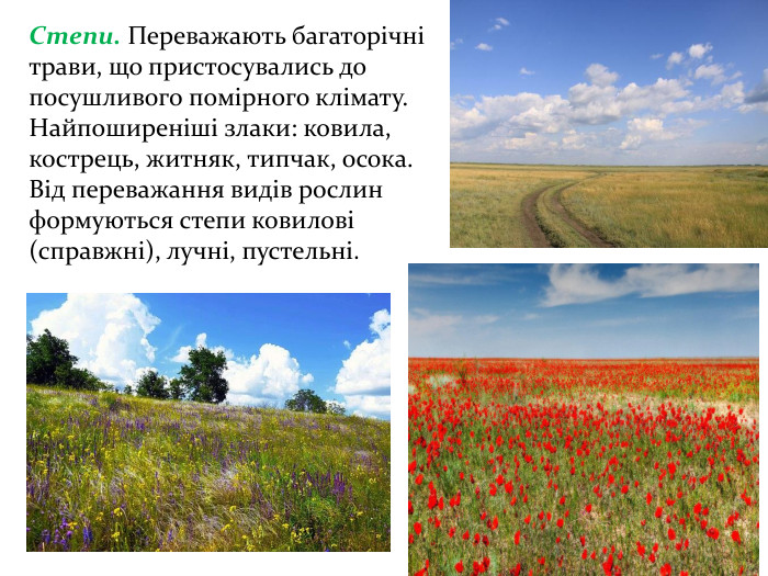 Степи. Переважають багаторічні трави, що пристосувались до посушливого помірного клімату. Найпоширеніші злаки: ковила, кострець, житняк, типчак, осока. Від переважання видів рослин формуються степи ковилові (справжні), лучні, пустельні.