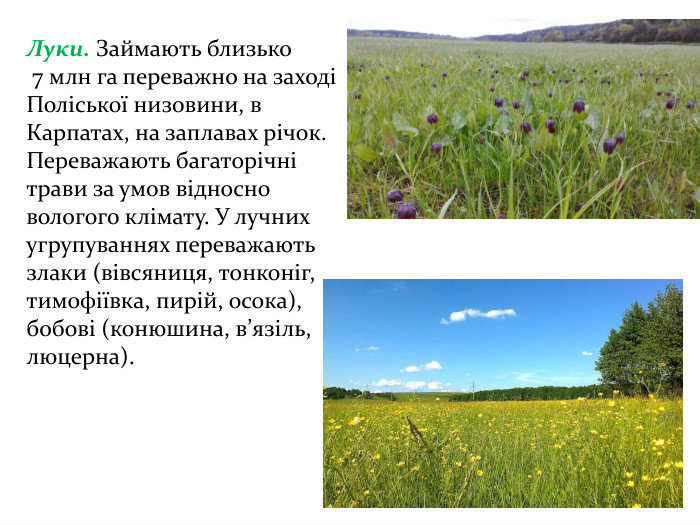 Луки. Займають близько 7 млн га переважно на заході Поліської низовини, в Карпатах, на заплавах річок. Переважають багаторічні трави за умов відносно вологого клімату. У лучних угрупуваннях переважають злаки (вівсяниця, тонконіг, тимофіївка, пирій, осока), бобові (конюшина, в’язіль, люцерна).