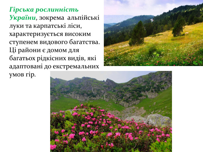 Гірська рослинність України, зокрема альпійські луки та карпатські ліси, характеризується високим ступенем видового багатства. Ці райони є домом для багатьох рідкісних видів, які адаптовані до екстремальних умов гір.